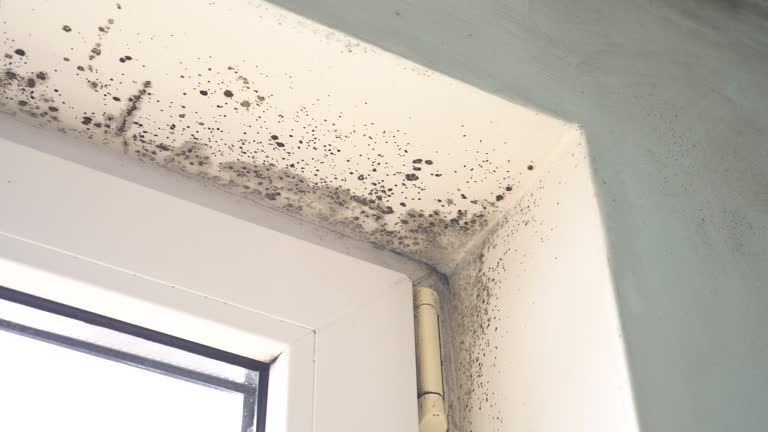 Best Environmental Consulting for Mold Prevention  in Thiells, NY